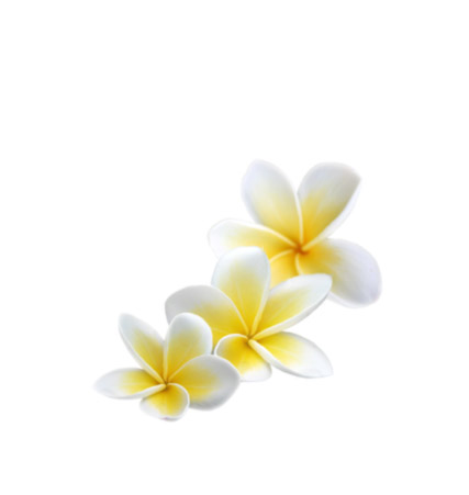 frangipanni